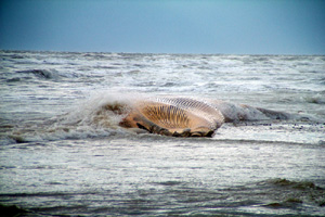  Fin whale, 4/02/09 Morris Castle Beach, Co. Wexford � Sean Slevin,